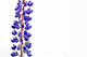 Lupine Wall Mural