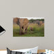 African Elephat Wall Mural