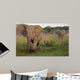 African Elephat Wall Mural