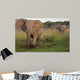 African Elephat Wall Mural