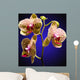 Phalenopsis Orchid with Blue