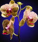 Phalenopsis Orchid with Blue