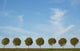 Tree Alley and Blue Wall Mural