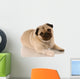 veterinary care - pug with bandaid on paw Wall Decal