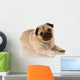 veterinary care - pug with bandaid on paw Wall Decal