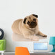 veterinary care - pug with bandaid on paw Wall Decal