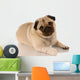 veterinary care - pug with bandaid on paw Wall Decal
