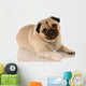 veterinary care - pug with bandaid on paw Wall Decal