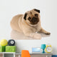 veterinary care - pug with bandaid on paw Wall Decal
