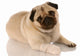 veterinary care - pug with bandaid on paw Wall Decal