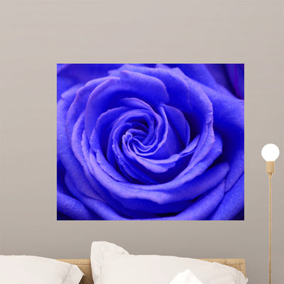 Rose shown on a wall