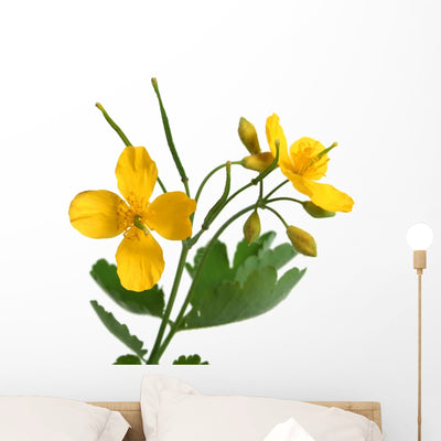 Chelidonium Majus with Flowers Wall Decal shown on a wall