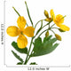 Chelidonium majus with flowers over white Wall Decal