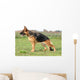 Statique De Berger Allemand Wall Mural