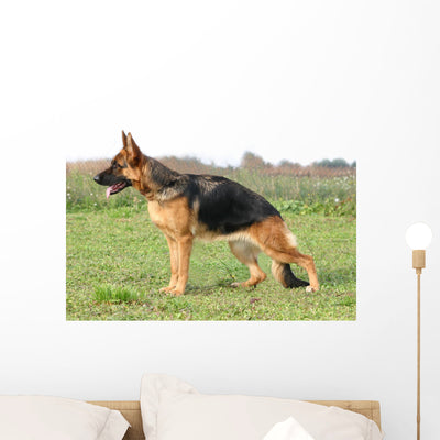 Statique Berger Allemand Wall Mural shown on a wall