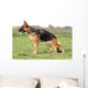 Statique De Berger Allemand Wall Mural