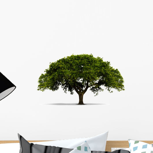 A Tree with Green Leaves - Isolated on White with Shadow Wall Decal
