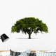 A Tree with Green Leaves - Isolated on White with Shadow Wall Decal