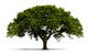 A Tree with Green Leaves - Isolated on White with Shadow Wall Decal