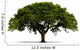A Tree with Green Leaves - Isolated on White with Shadow Wall Decal