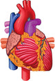 Human Heart