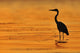 Grey Heron Wall Mural