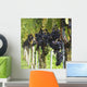 Red Wine Grapes Wall Mural