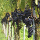 Red Wine Grapes Wall Decal Design 2