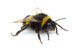 Crawling bumblebee Wall Decal
