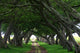 Mauritius Boulevard Tree Wall Mural