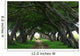 Mauritius Boulevard Tree Wall Mural