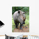 breitmaul-nashorn Wall Mural