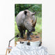 breitmaul-nashorn Wall Mural