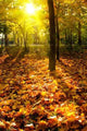 Autumn Leaves Sunlight Wall Decal