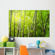 Bamboo Forest With Ray of Lights Wall Mural