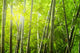 Bamboo Forest With Ray of Lights Wall Mural