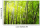 Bamboo Forest With Ray of Lights Wall Mural