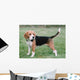 Beagle 1 Wall Mural
