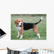 Beagle 1 Wall Mural