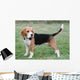 Beagle 1 Wall Mural