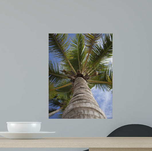 Palm