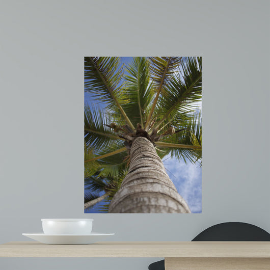 Palm