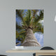 Palm