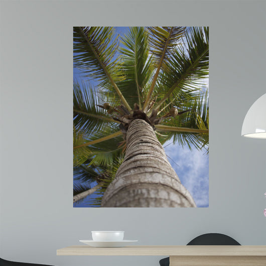 Palm