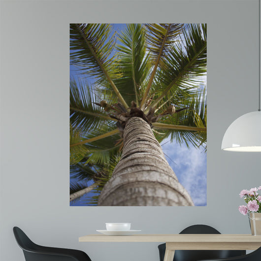 Palm