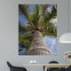 Palm
