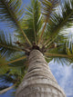 Palm