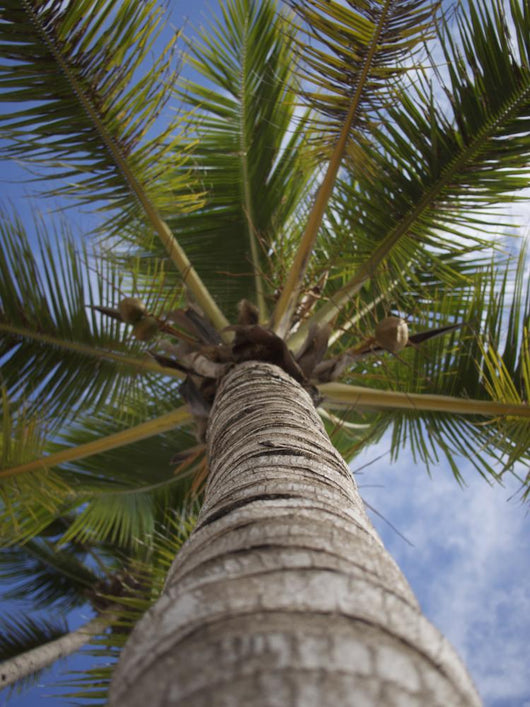 Palm