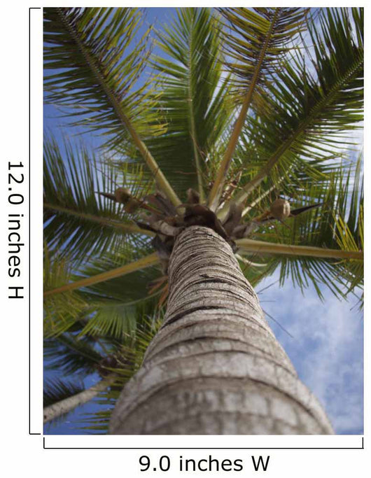 Palm