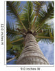Palm